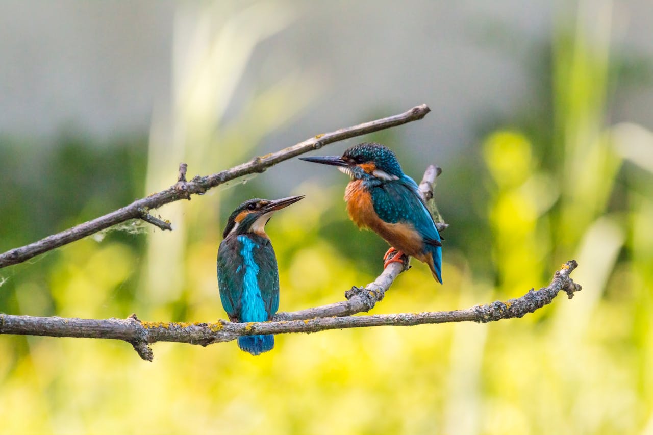Πώς οι «Εσκομπάρ» της Κεντρικής Αμερικής απειλούν τα σπάνια πουλιά